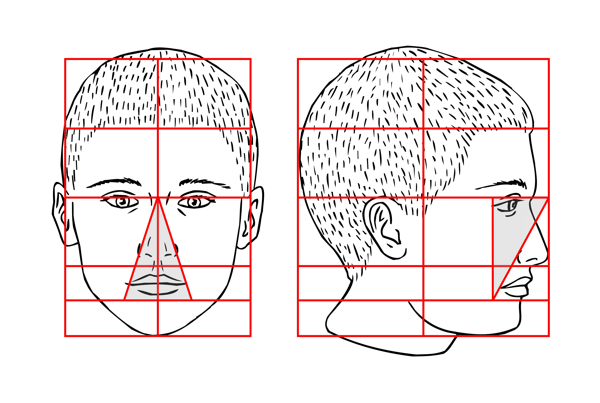 Proportions of the Head - Illus. 4