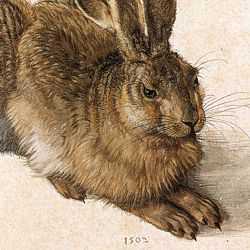 Animals in Art - Albrecht Dürer