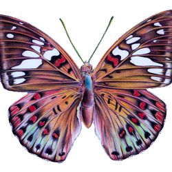 Drawing a Butterfly