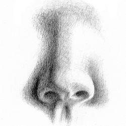 nose pencil draw drawing portraits head portrait proportions face step artyfactory
