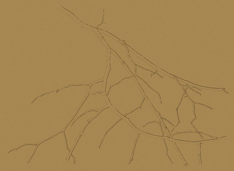 Drawing the Branches of a Tree - Step 5