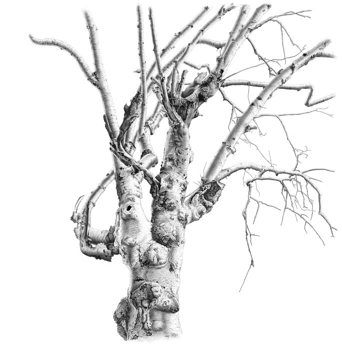 tree-trunk-7