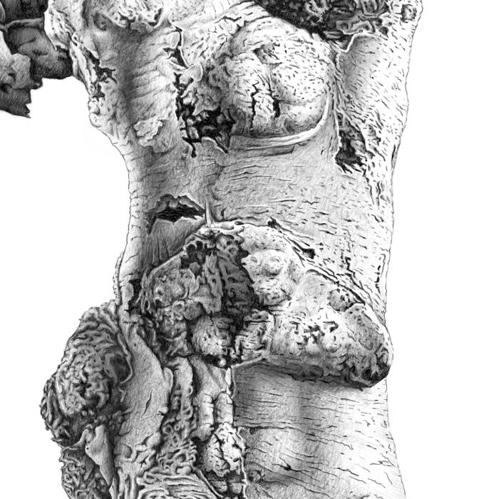 tree-trunk-detail-5a
