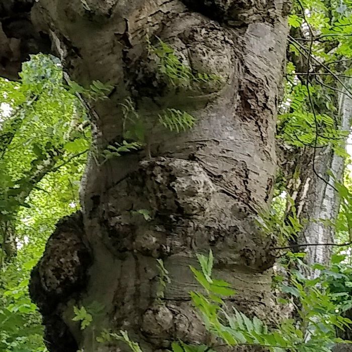 tree-trunk-detail-5b