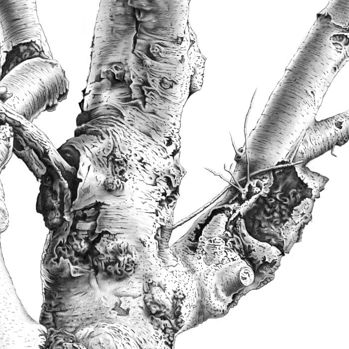 Drawing a Tree - Detail 3