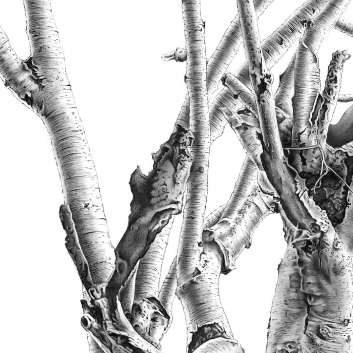 Drawing a Tree - Detail 7