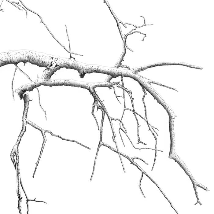 Drawing a Tree - Step 9