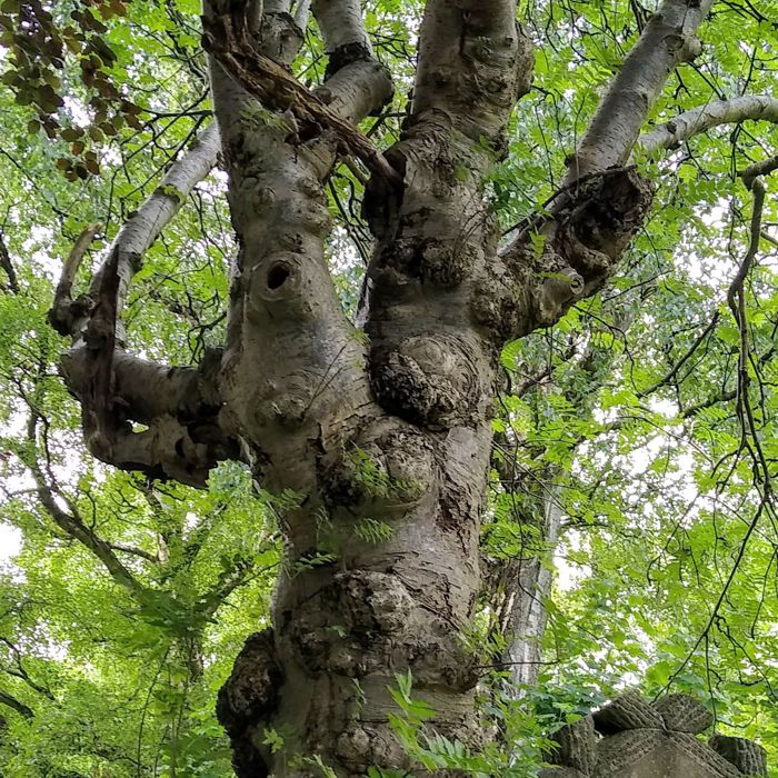 tree-trunk-detail-a