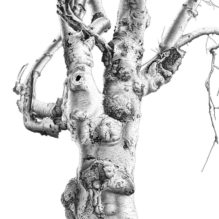 tree-trunk-detail-b